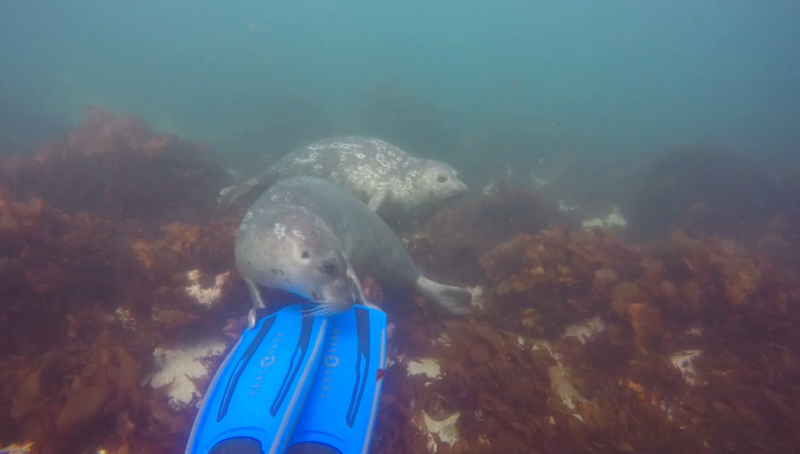 Meeting the local wildlife in Monterey Bay, California